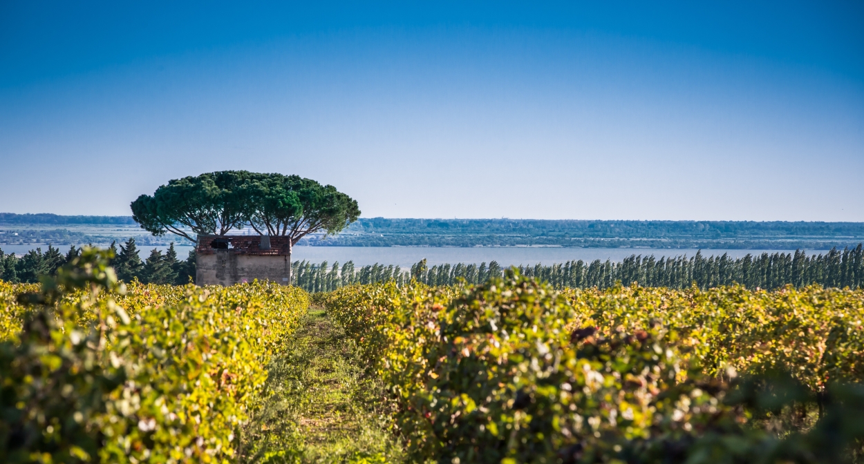 Les vignes d’Occitanie au naturel ©David_Z – AOC Costières de Nîmes