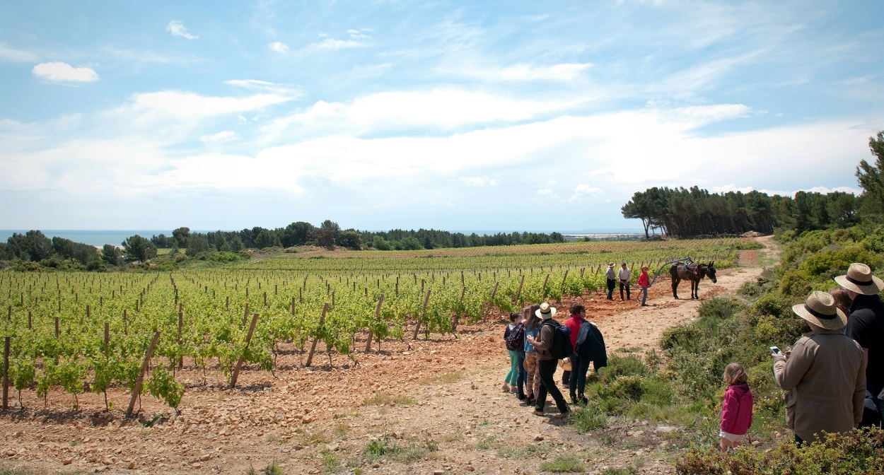 Tourism among the vines ©AOC La Clape - Grand Narbonne Tourisme 