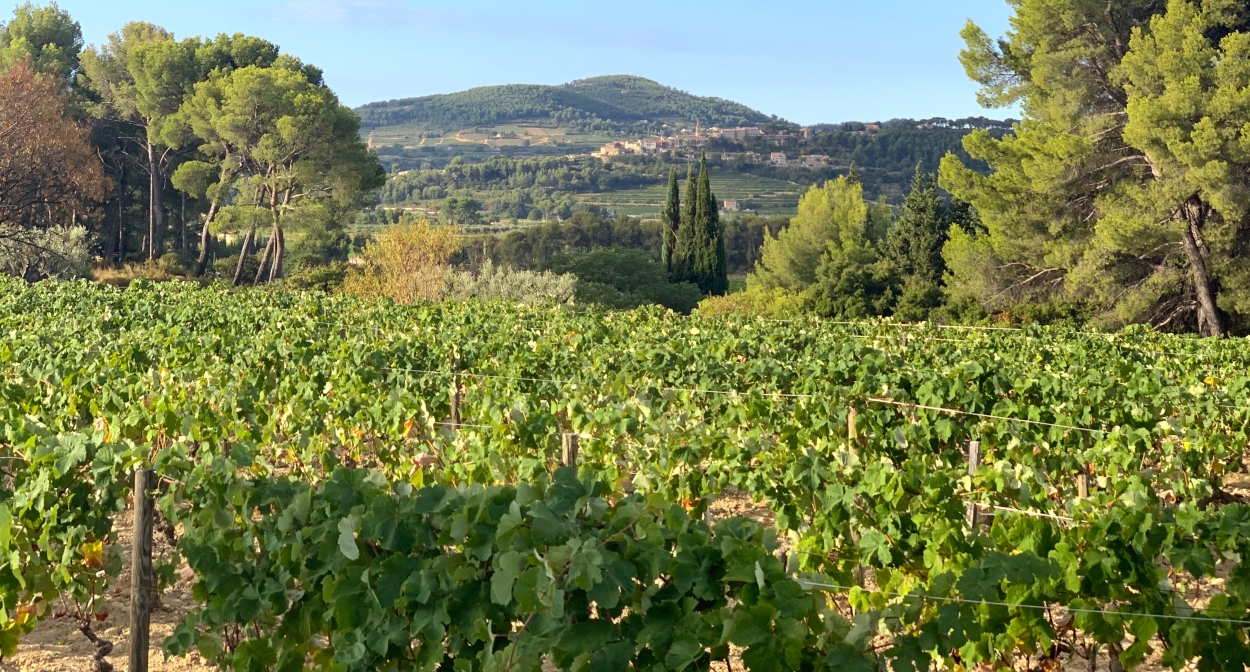 The vines of Provence Sud Sainte-Baume © cassb
