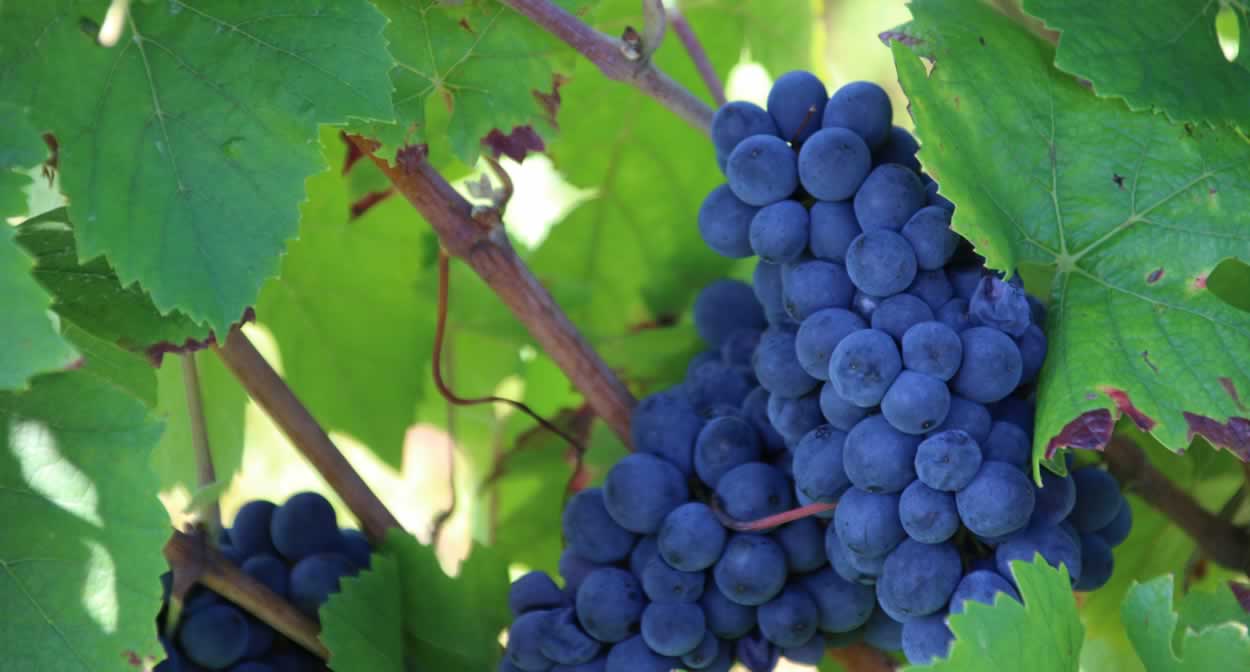 L’expérience Pinot Noir : une véritable immersion dans l’héritage du « cépage noble » de Bourgogne © Château de Pommard