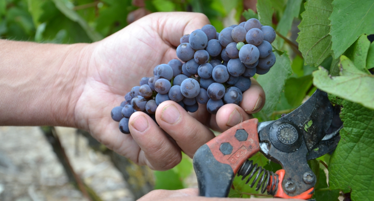 Jouer les vignerons en Val de Loire ©interloire