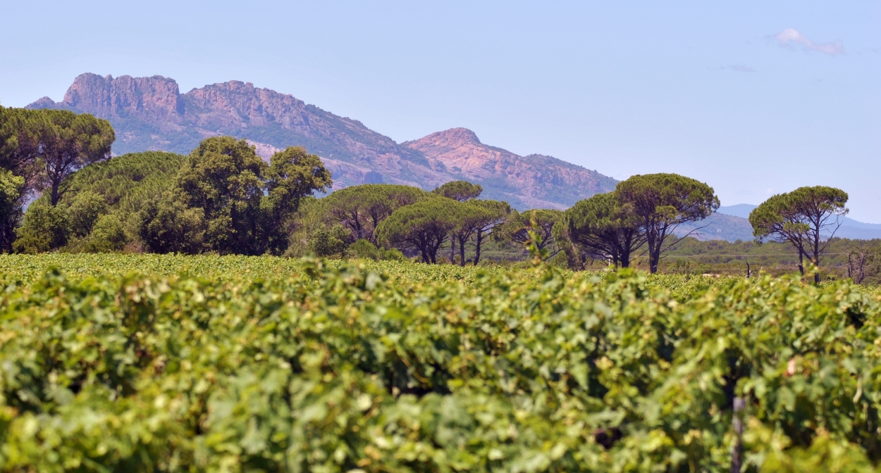 Discover Provence’s wine region ©Cédric SKRZYPCZAK-CIVP