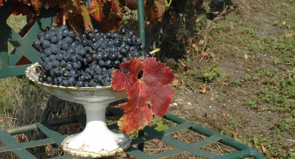 Grape varieties used for Queyssie wines © Domaine de la Queyssie