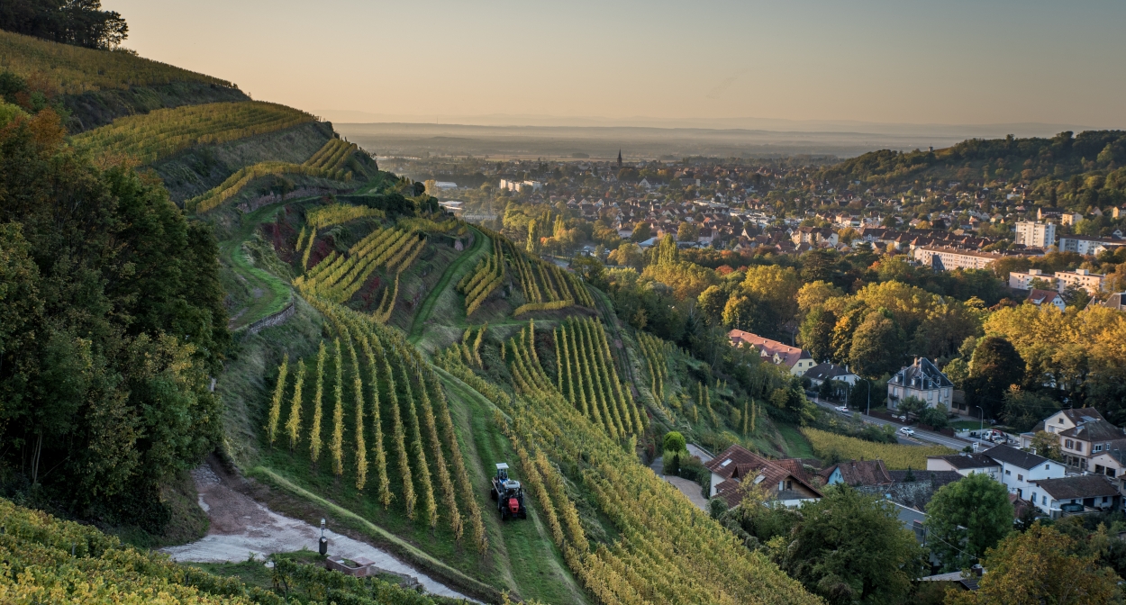 Guebwiller's vineyard © Vincent Schneider
