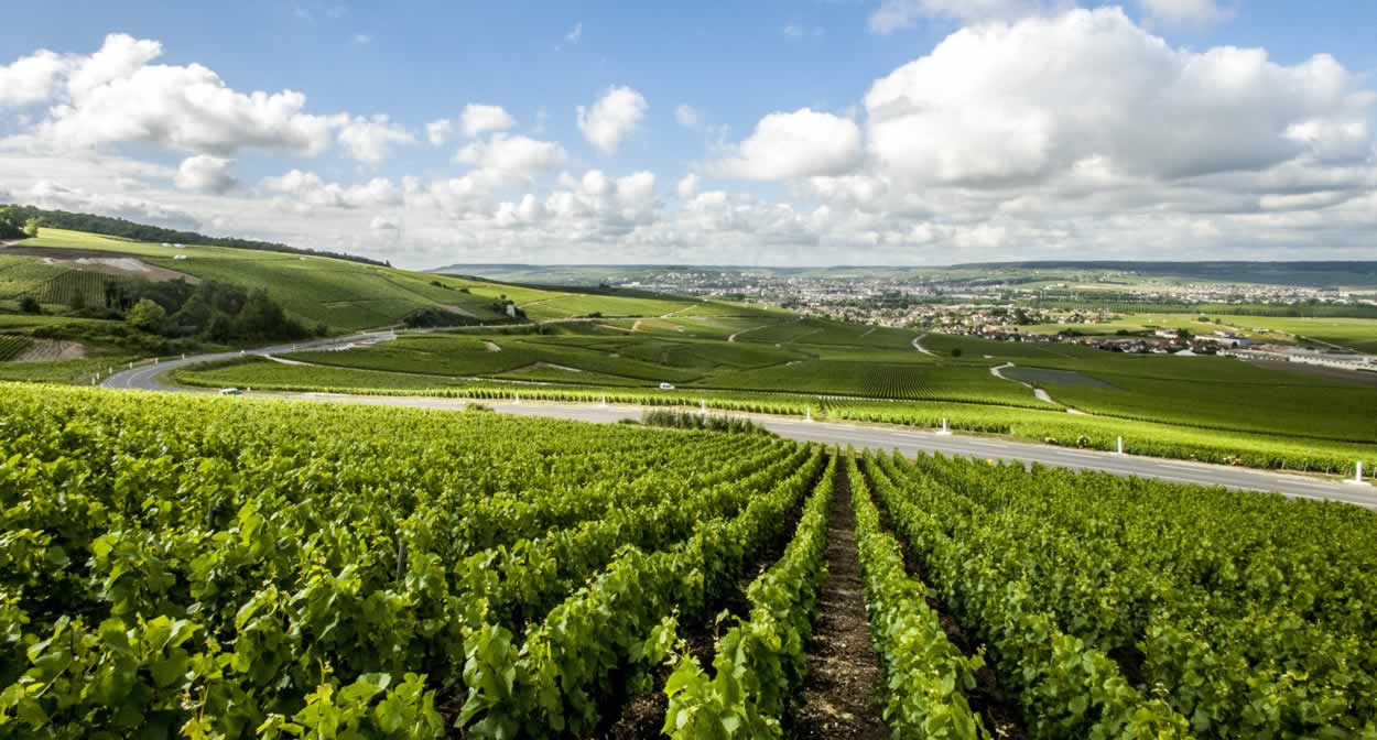 Hillside vineyards of the Marne, Champagne vineyard © Coll. ADT Marne