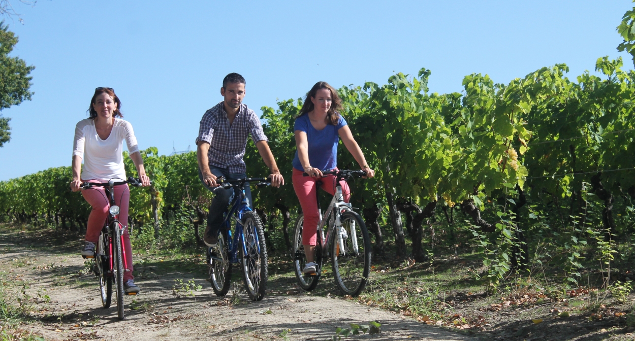 Les vignes des Charentes bordant la Flow Vélo © Stéphanie Nadouce