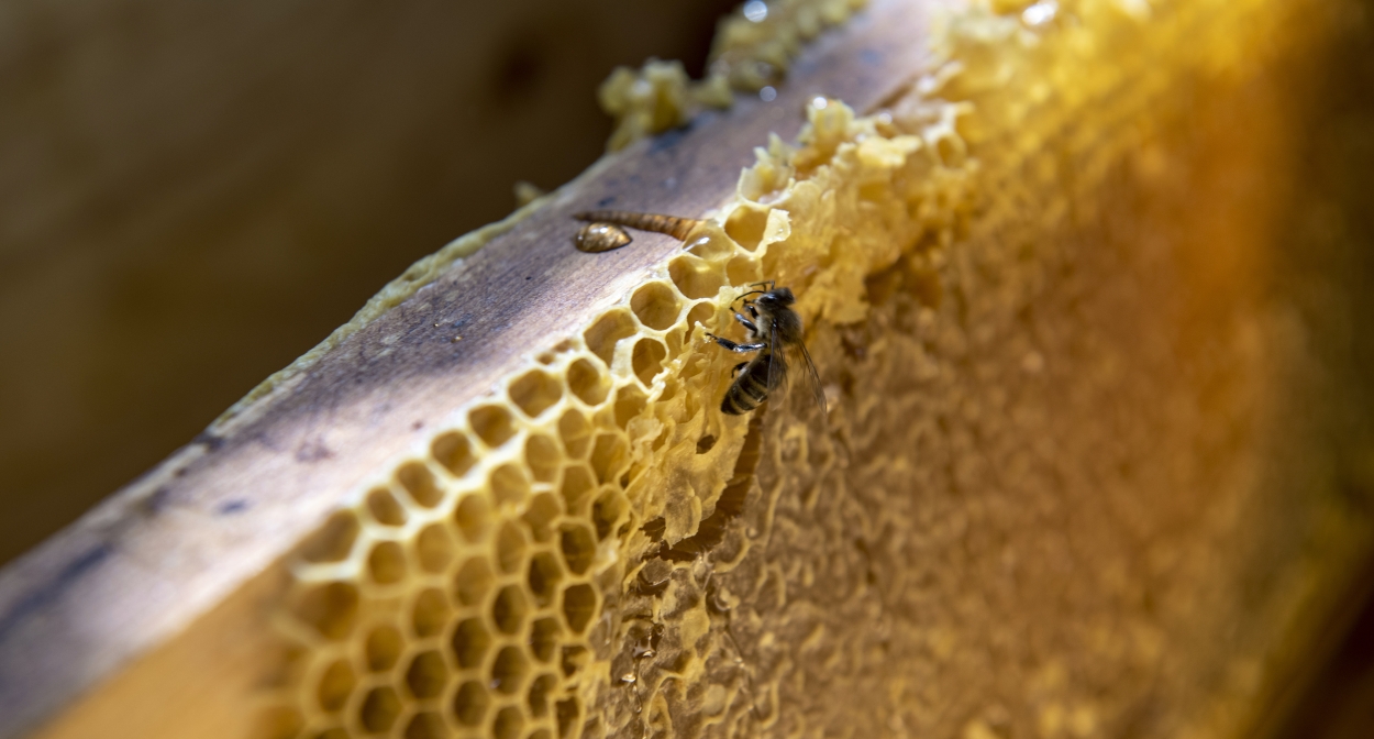 The artisanal honey of Haute-Provence © François Xavier Emery, OTC DLVA