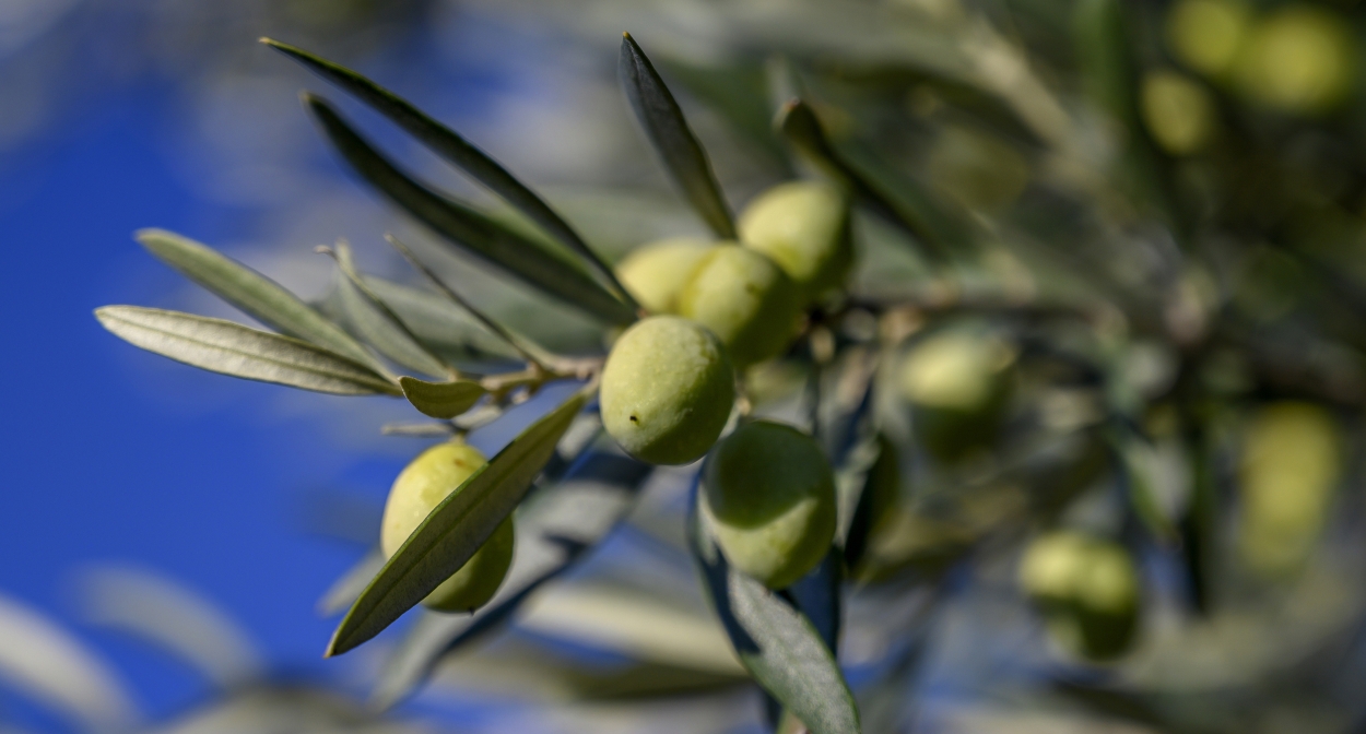 Ripening olives © François Xavier Emery, OTC DLVA