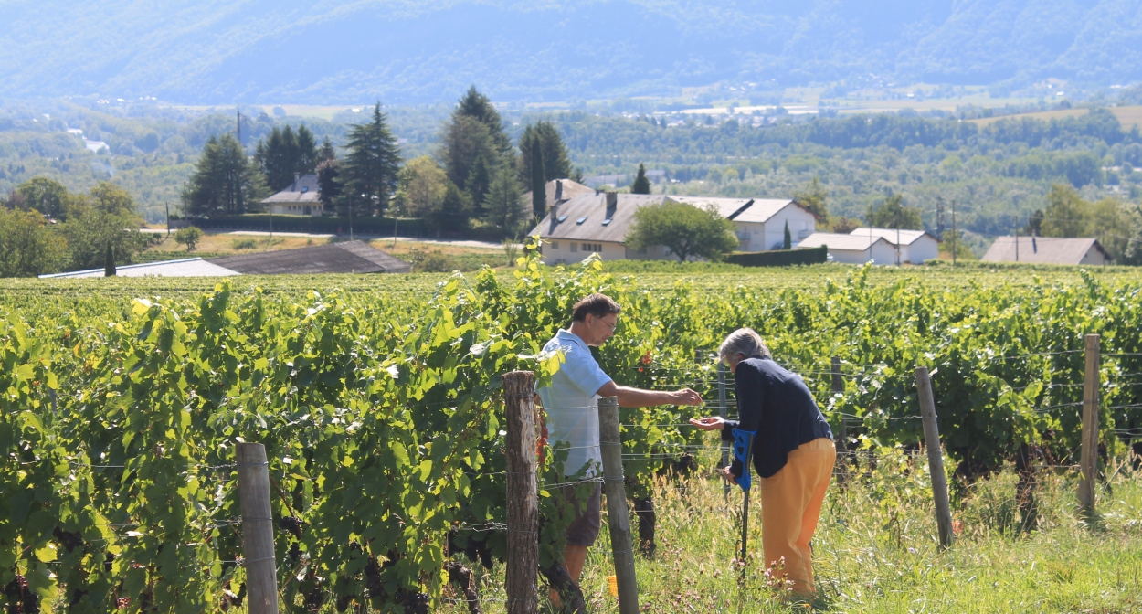 Rencontre avec un vigneron dans les vignes de Savoie © Camille Faure-Brac