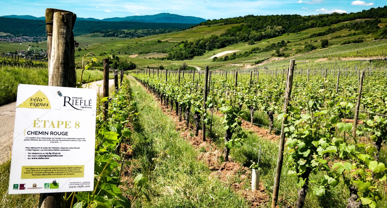 Balade à vélo dans les vignes et dégustation de vins en Alsace ©Riefle