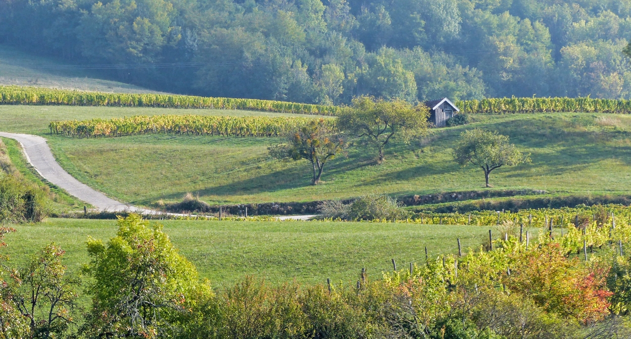 Vignoble jurassien près d’Arbois ©Julie Hann – BFC Tourisme