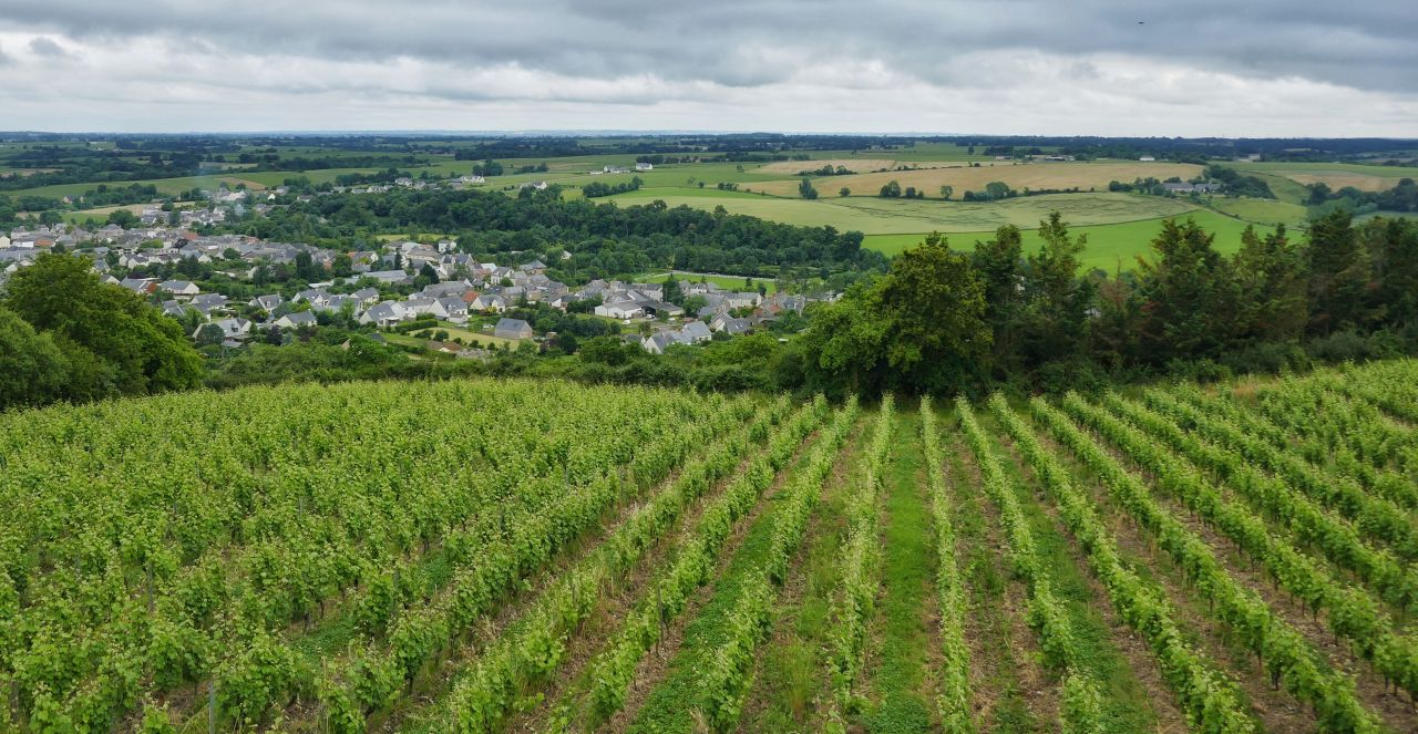 Vines in the Loire Valley ©Leah Walker