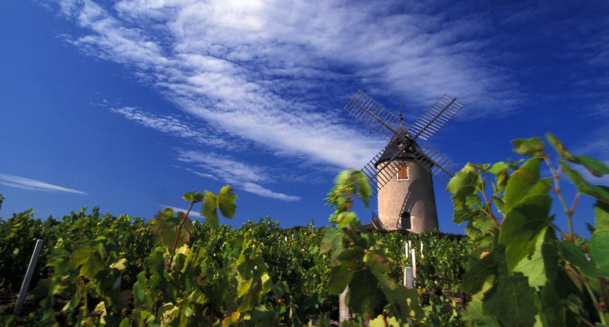 Moulin à vent, Beaujolais vineyard ©Daniel Gillet-Inter Beaujolais