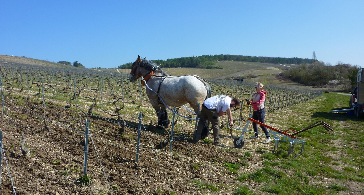 A vineyard with a horse in Champagne© Maison Drappier