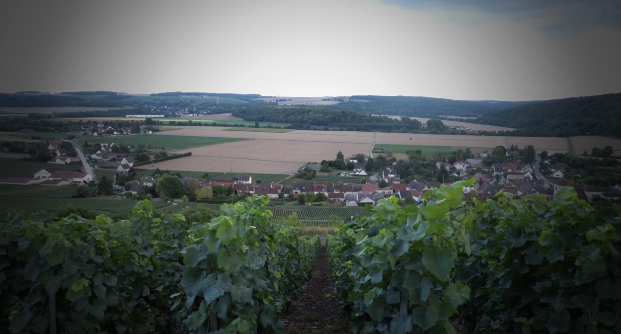 Sophrology in the vineyards of Champagne @mdt
