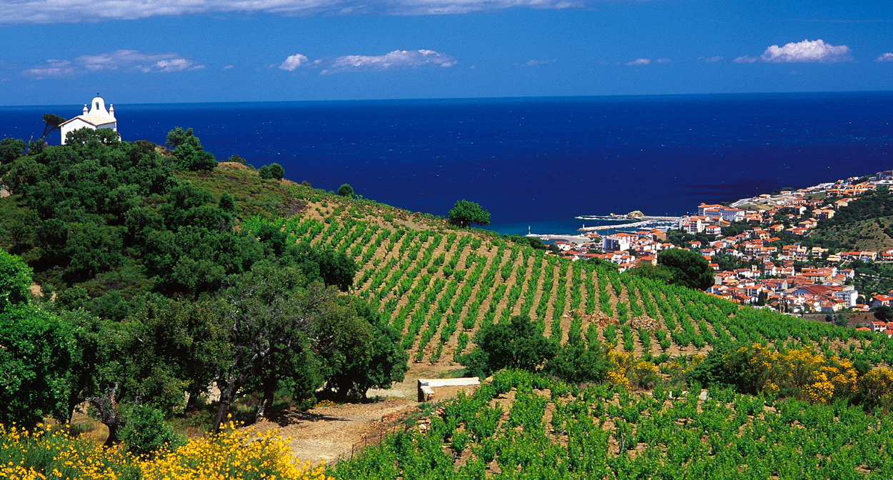Vineyard of Roussillon