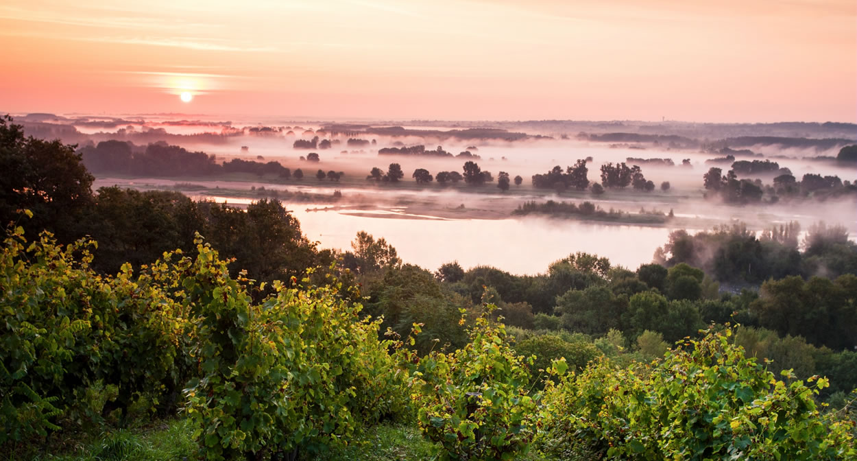 Vignoble du Savennières : la Coulée de Serrant en bord de Loire. Lumière du matin © Ph. Caharel