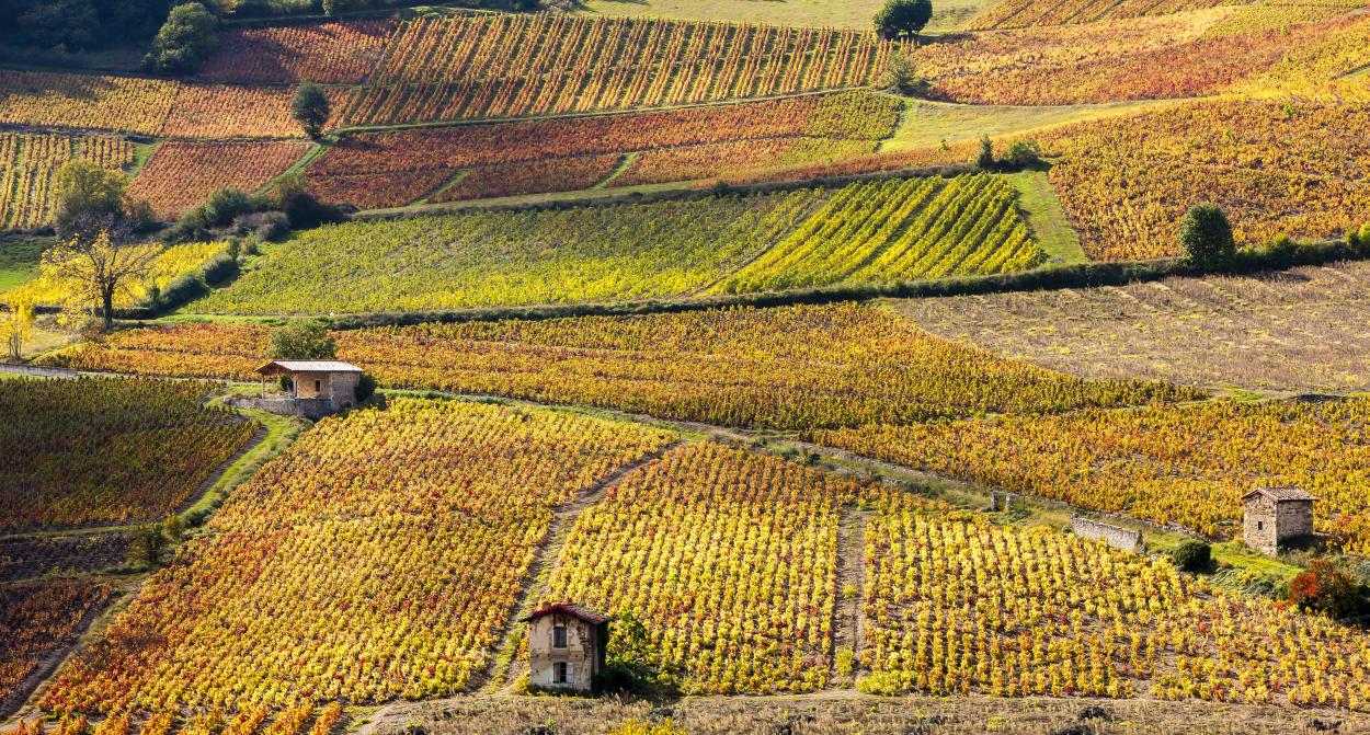 Une carte routière dédiée aux vins de France  Les plus belles destinations  dans les vignobles de France - Le portail officiel de l'œnotourisme en  France