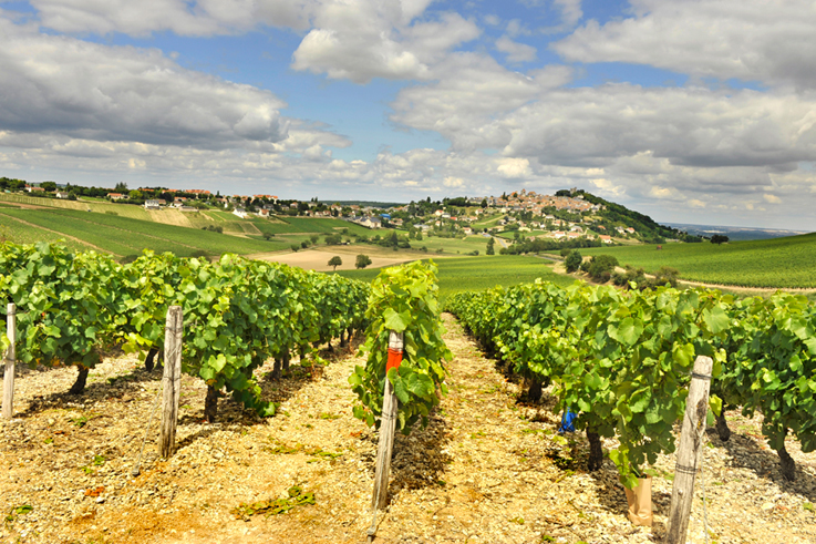 Vignoble de Sancerre foire aux vins val de loire ©CRT Centre Val de Loire