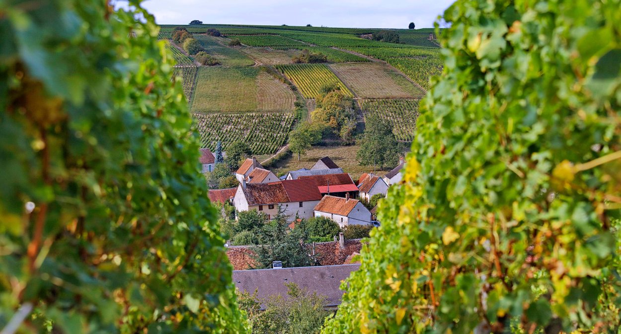 Sancerre wine region ©BIVC_CR Christophe Mouton