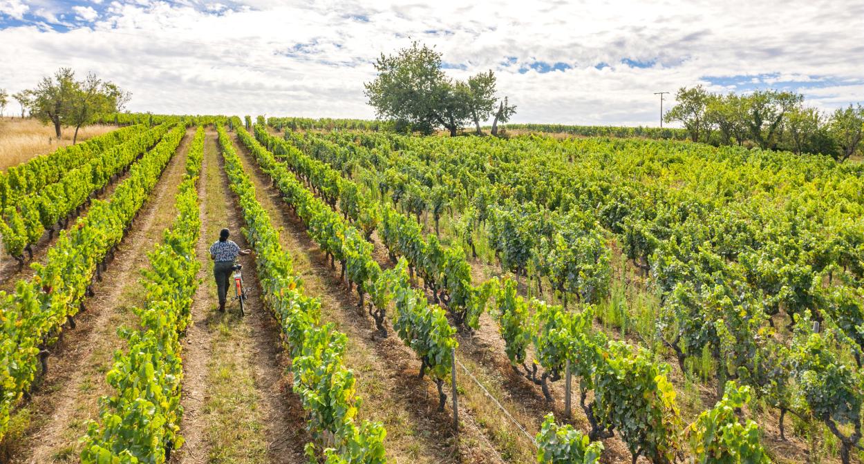 Vineyards in Loire Valley, Jasnières and Coteaux du Loir © Clo&Clem