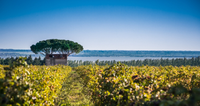 Les vignes d’Occitanie au naturel ©David_Z – AOC Costières de Nîmes