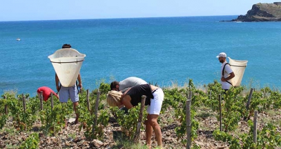 Harvest in the roussillon vineyards on the mediterranean sea Maison Cazes Advini ©Clos de paulilles