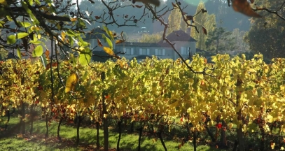 Rent your own vines © Domaine de la Queyssie