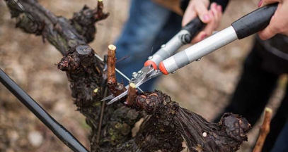 Pruning festival at the chateau l'hospitalet tasting of Languedoc wines ©Sofiane Zaidi