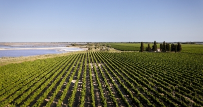 Domaine Royal de Jarras vineyard © Grands domaines du littoral