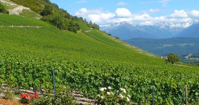 Léard Viboux vineyard wines of Savoie ©Jeme Hugot