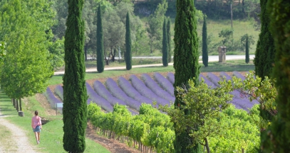 Vineyard of Provence wine tourism ©CIVP F. Millo