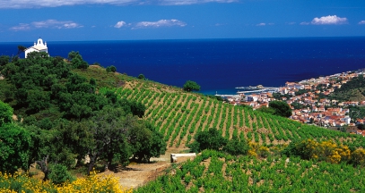 Vineyard of Roussillon ©Paul Palau Banyuls