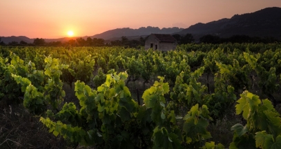 Vineyard at sunset © David Bouscarle