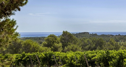 Pays d'Oc vineyard wine tourism ©Inter Oc