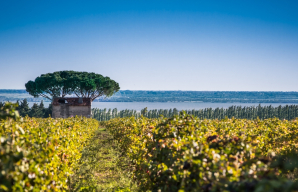 The natural vines of Occitanie ©David_Z – AOC Costières de Nîmes