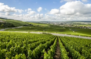 Les coteaux de la Marne vignoble de Champagne © Coll. ADT Marne