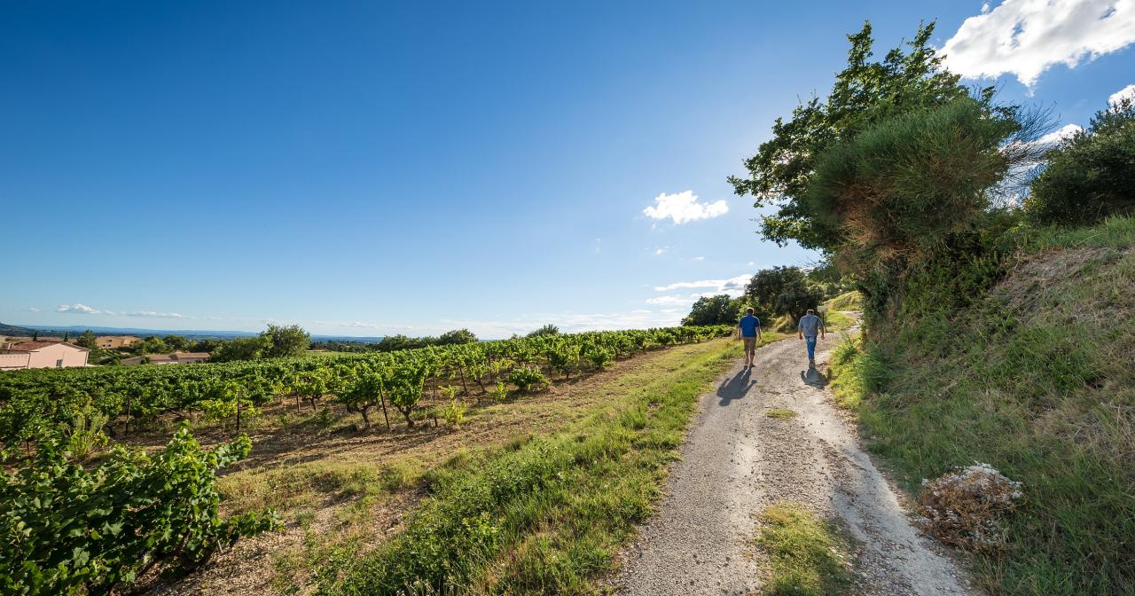 Vacqueyras, Rhône Valley vineyard ©Inter Rhône 