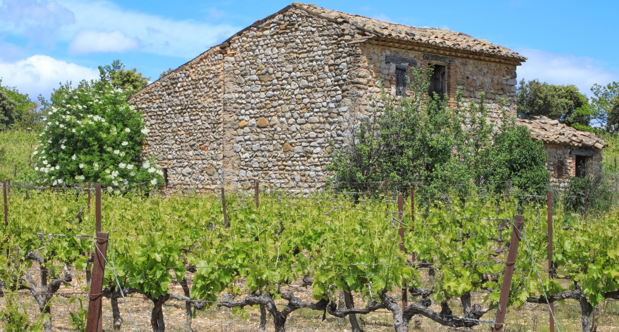 Le charme du vignoble au sud de la Vallée du Rhône © Alain Hocquel