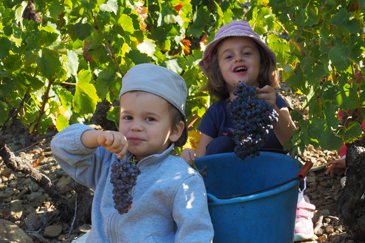 Children in the vineyards at Banyuls harvest festival of the wine of roussillon ©Paul Palau