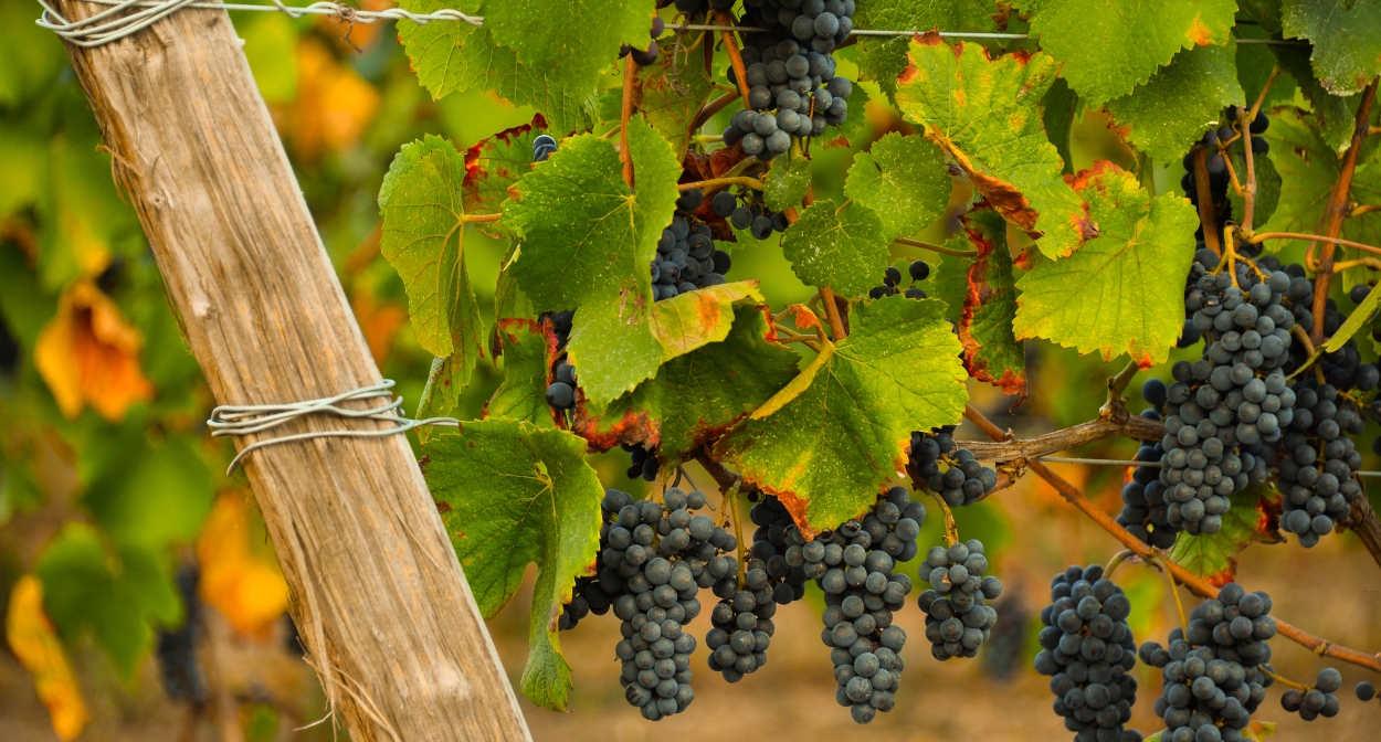 Eco-tourism among the vines of Chambord ©Léonard de Serres .jpg