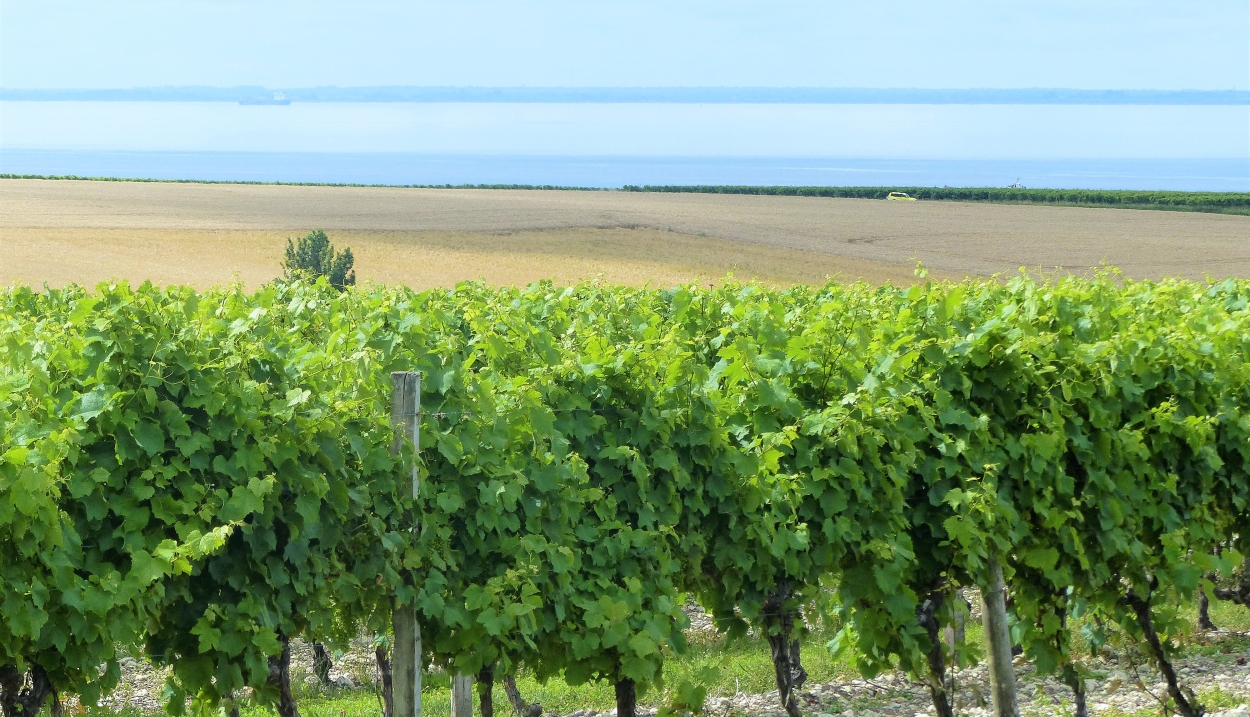 Eco-friendly vineyards in Nouvelle-Aquitaine © Maroen Fauvel