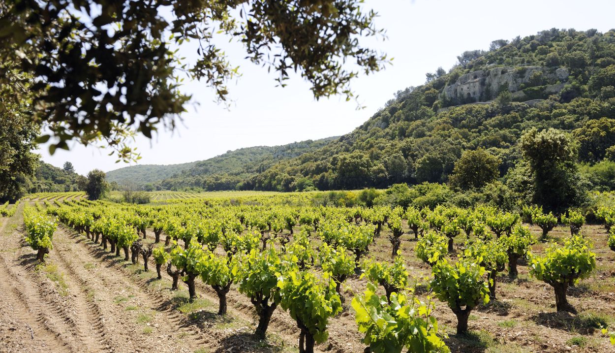 Lirac's vineyards©CédricPrat