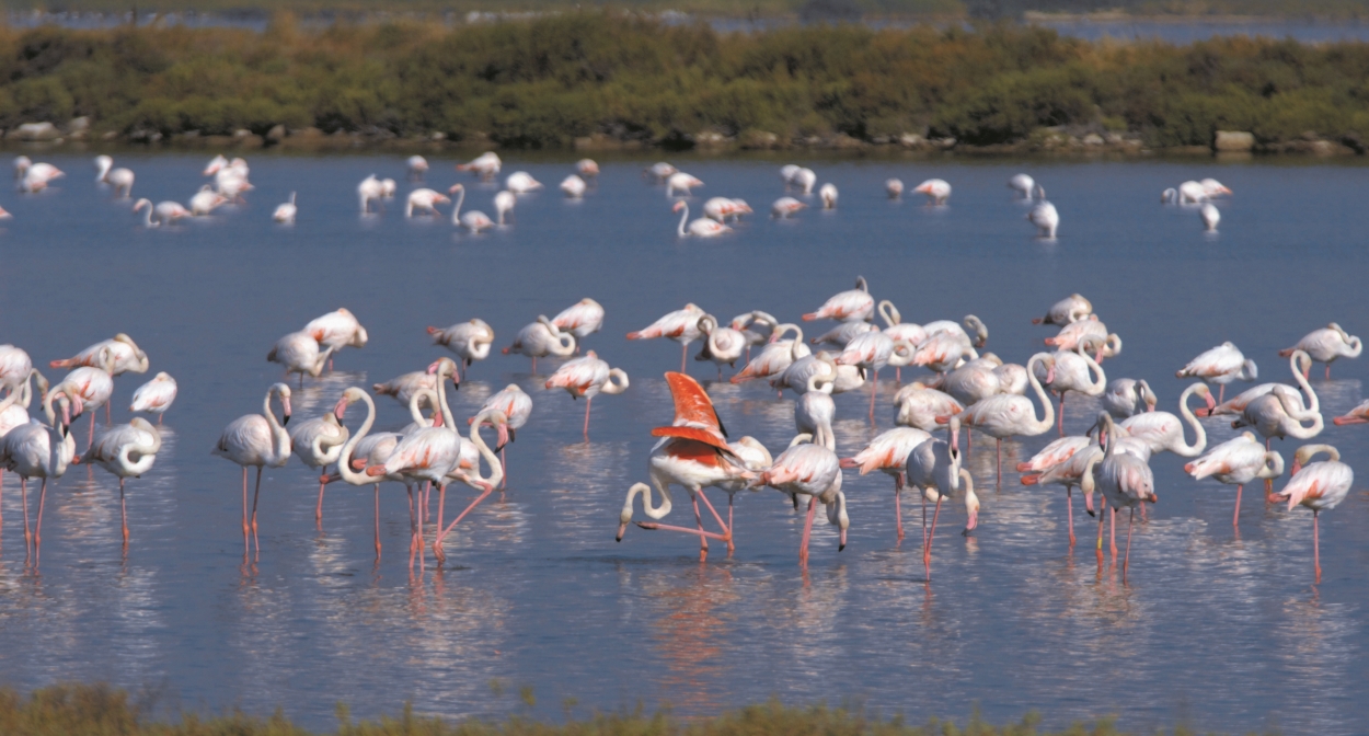 Pink flamingos in the lagoon ©3M 