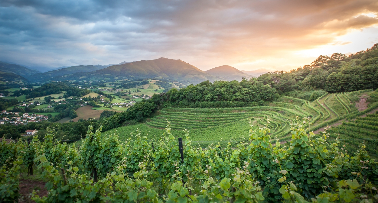 Terraced vineyard in Nouvelle-Aquitaine © Pierre Carton